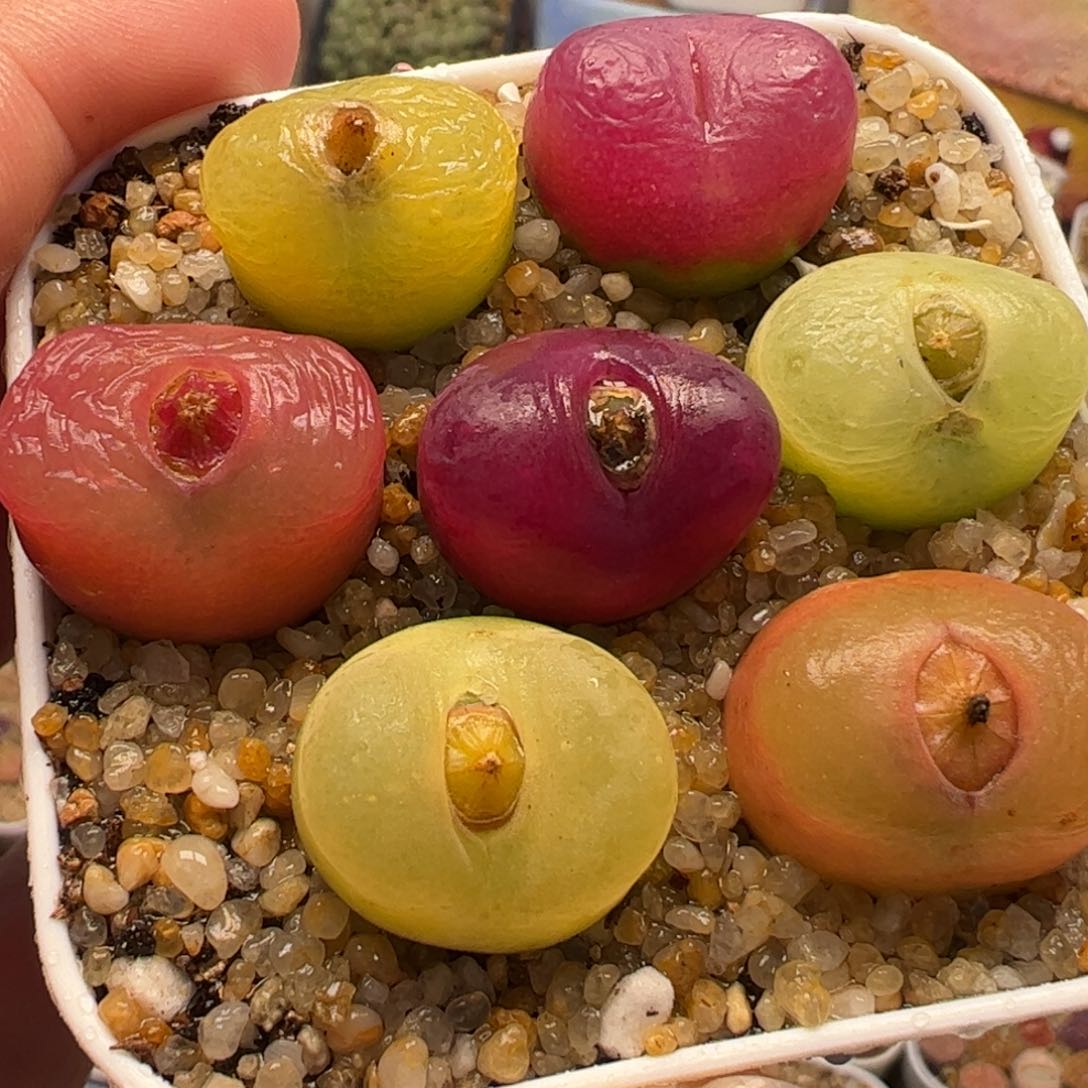 021多肉植物组合