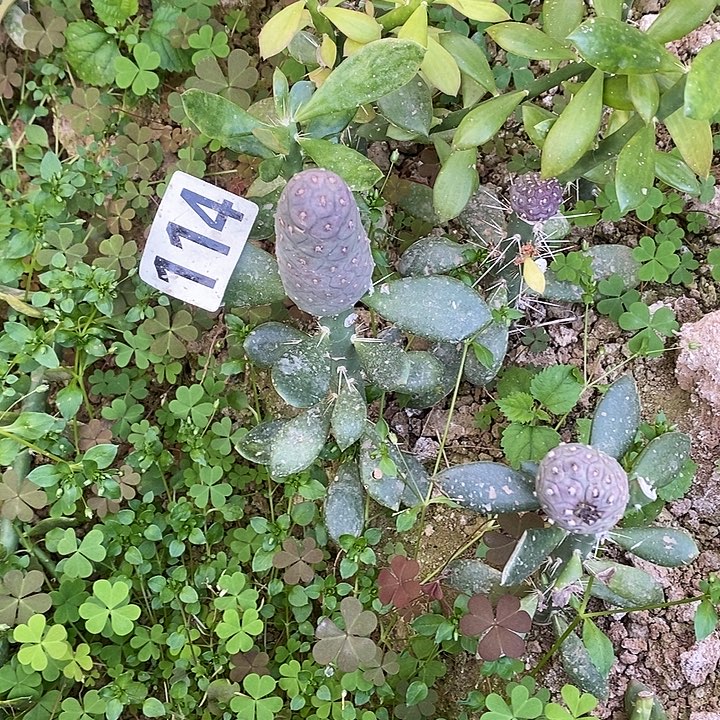 小***九大青叶嫁接柱柱习114