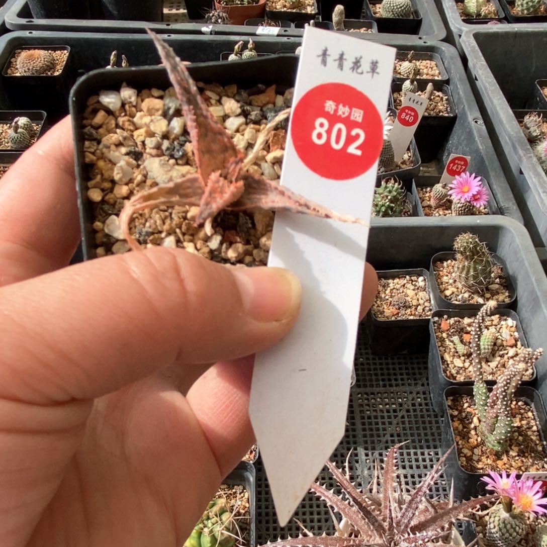 实生彩芦荟一棵仙人球