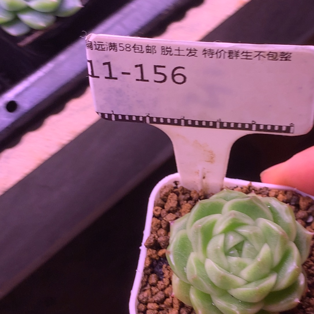 蜜桃冰沙珍妮麦秆58包邮