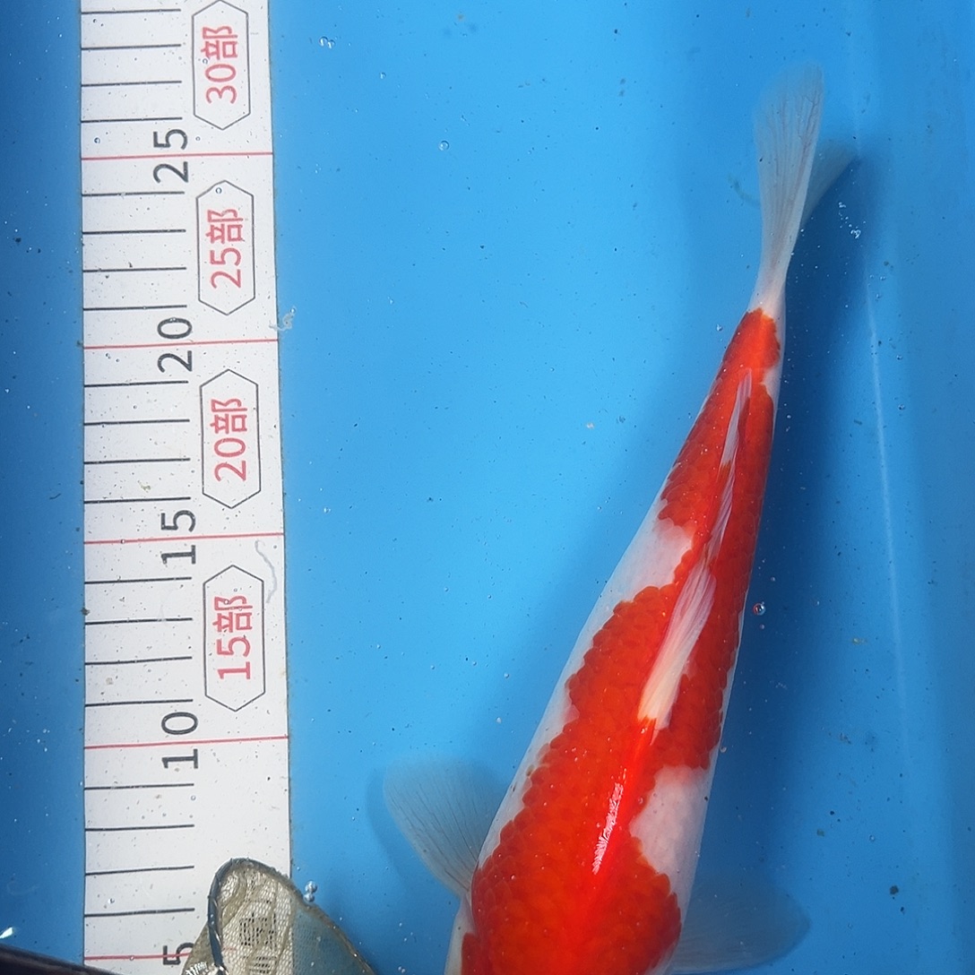 锦鲤鑫泓锦鲤养殖