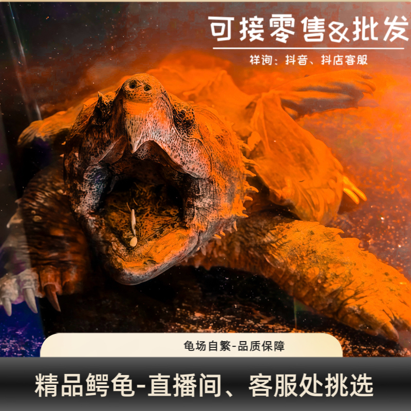 鳄龟（大鳄 佛鳄 北美 白化 黄化 ）纯原种观赏龟 水龟 勿直拍