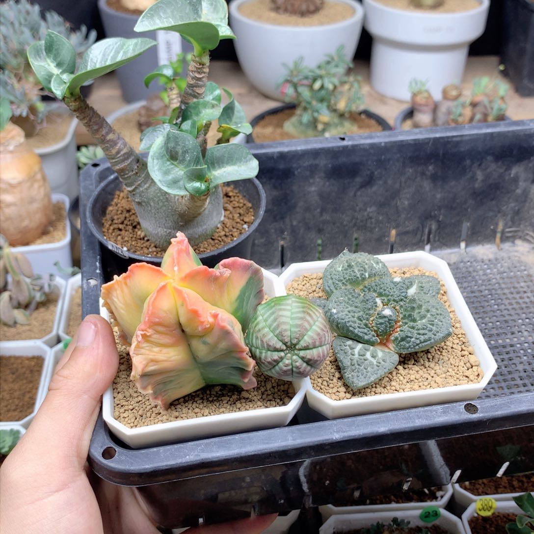 爱**儿4个植物多肉带盆脱土