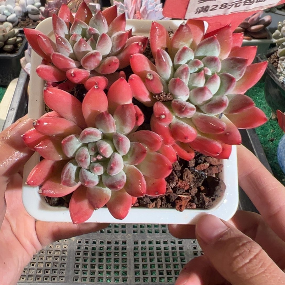 表妹精品多肉植物356.