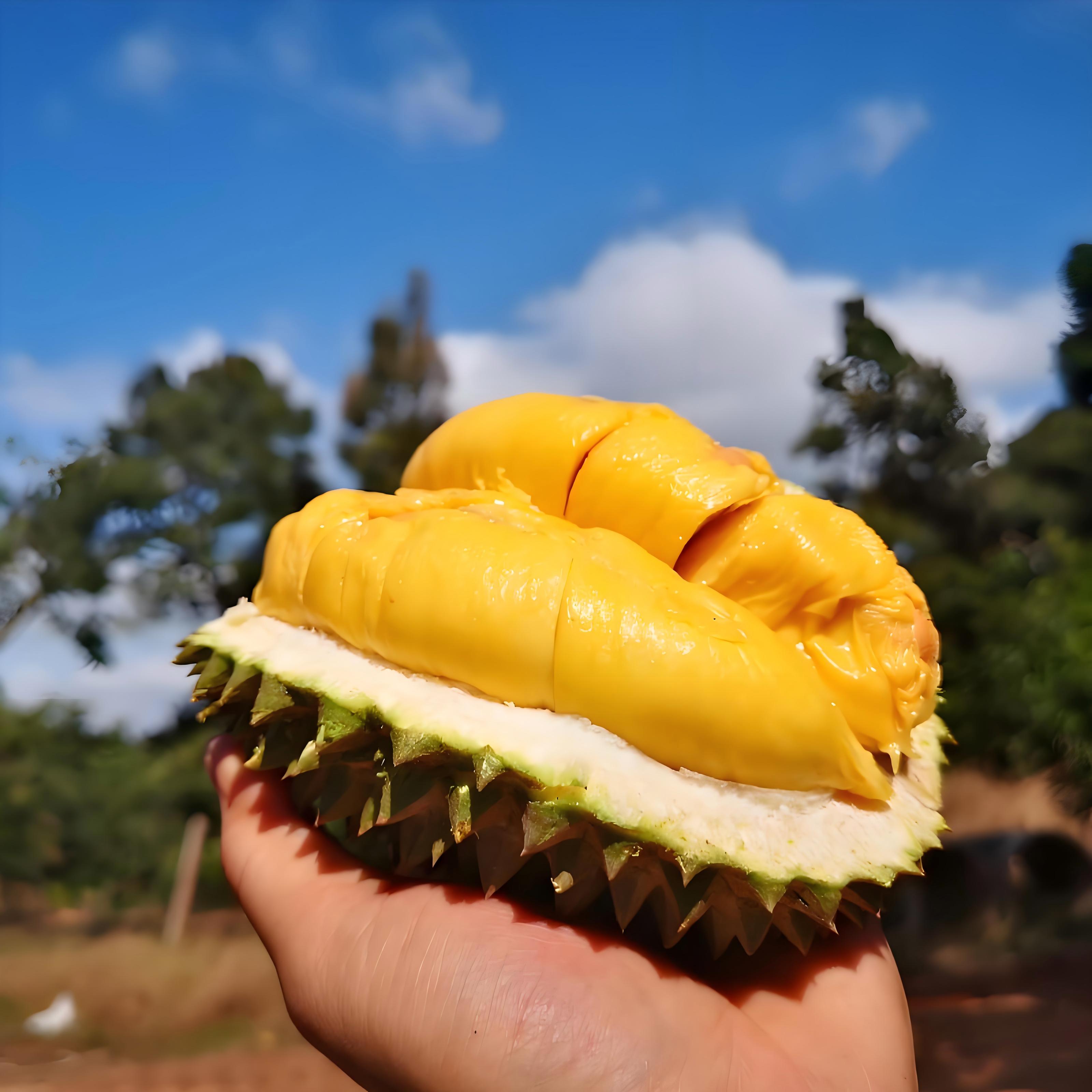 猫山王D197正宗马来西亚自然全树熟榴莲整果液氮锁鲜顺丰冷链