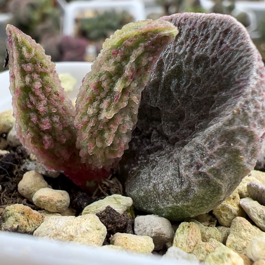 血斑款实生新品大苗多肉植物