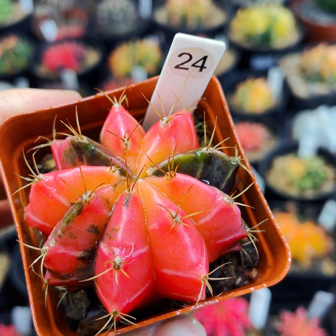 非偏远地区满25元包邮仙人球