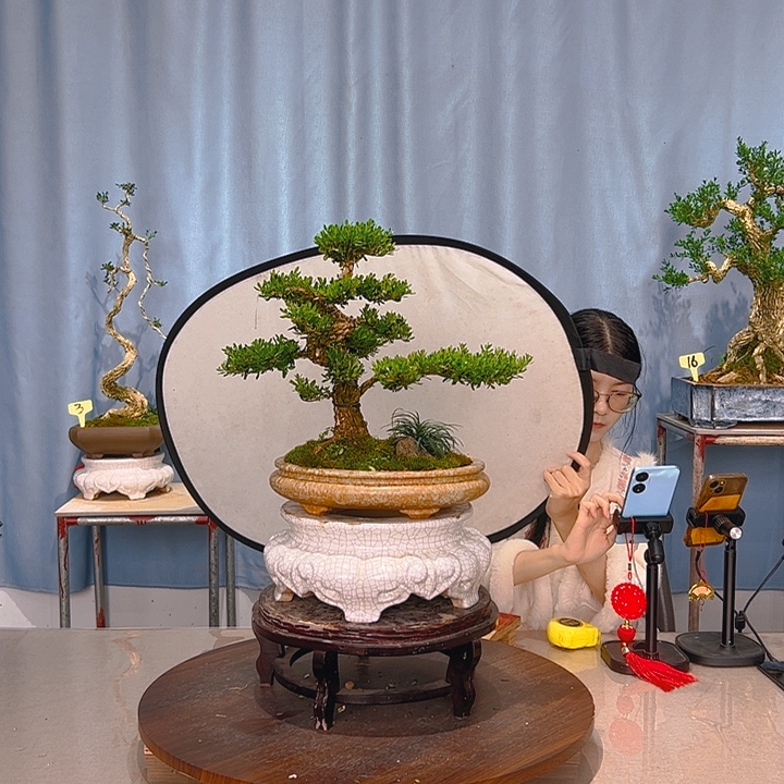 未***名无花朵广东皱皮雀舌黄杨