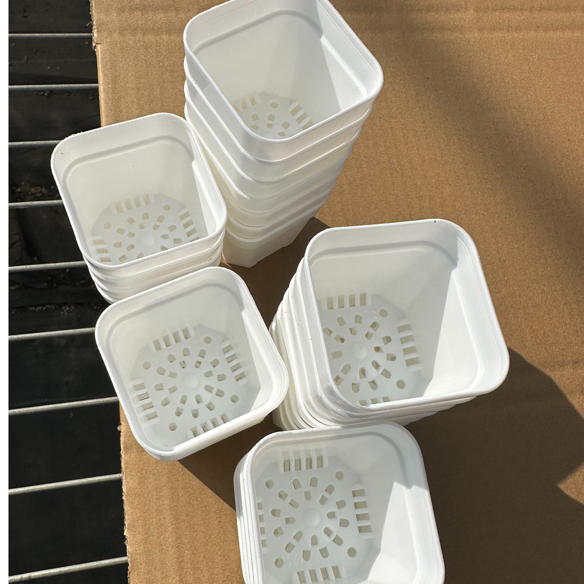 小肉馆多肉种植小白方花盆