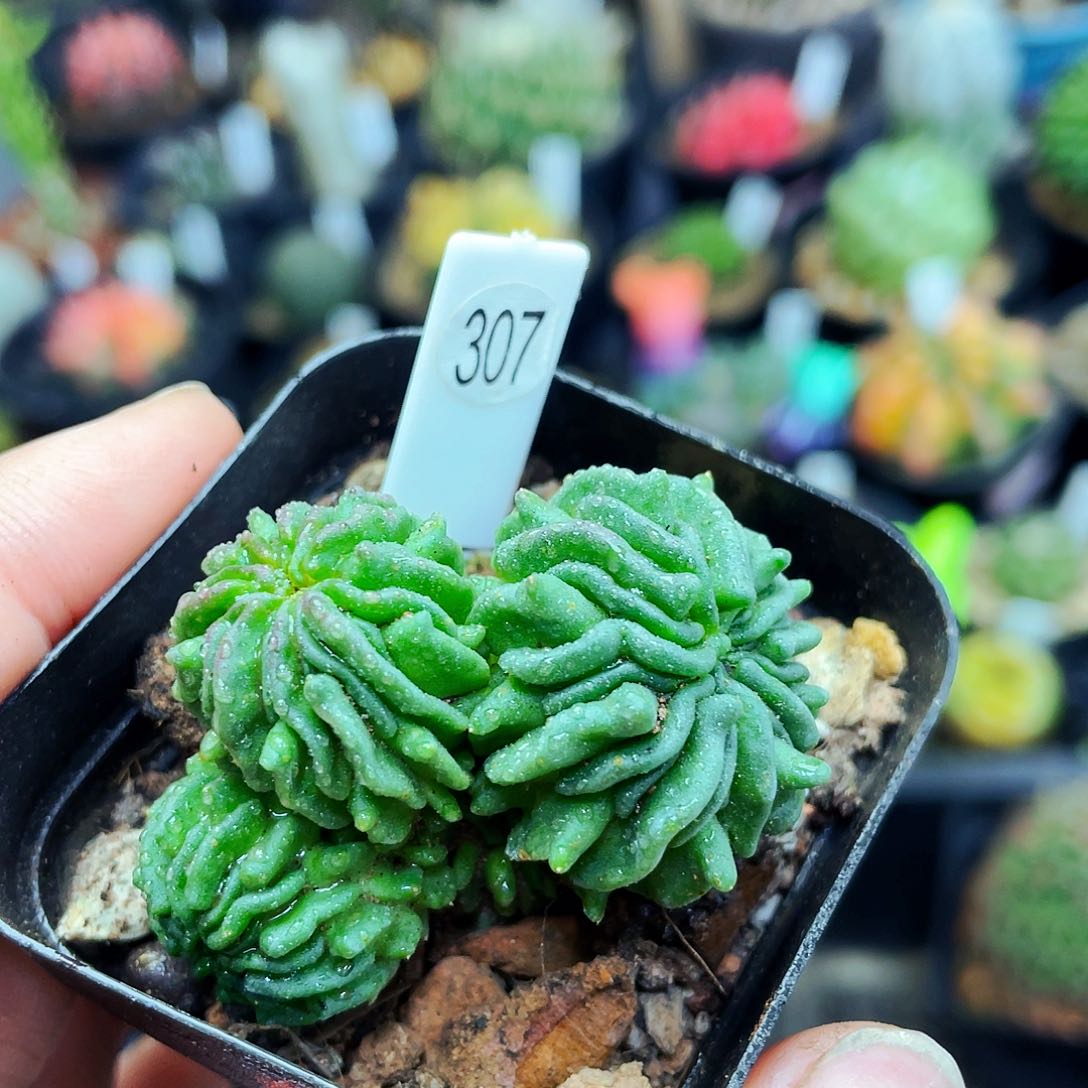 非偏远地区满25包邮仙人球