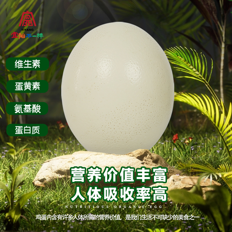 宜阳不一样宜阳特产鸵鸟蛋特种蛋雕刻新鲜大号营养丰富特产其他蛋