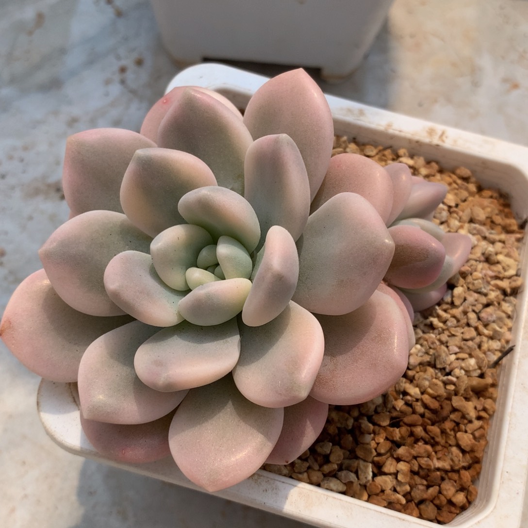 若桃锦锦上园艺一物一拍