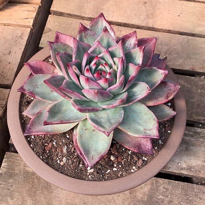 V***9美肉特价活动开始啦