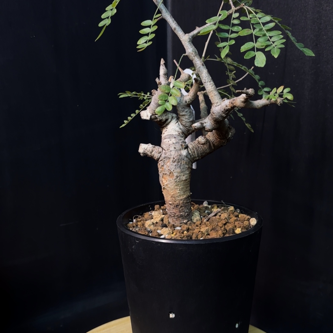 尼勒达乳香产地带盆