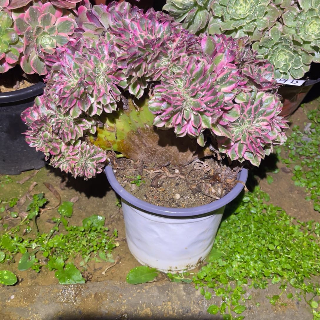 12-29-35粉女巫缀化