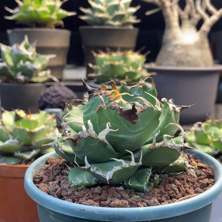 【闪购商品】燈養 大魔王