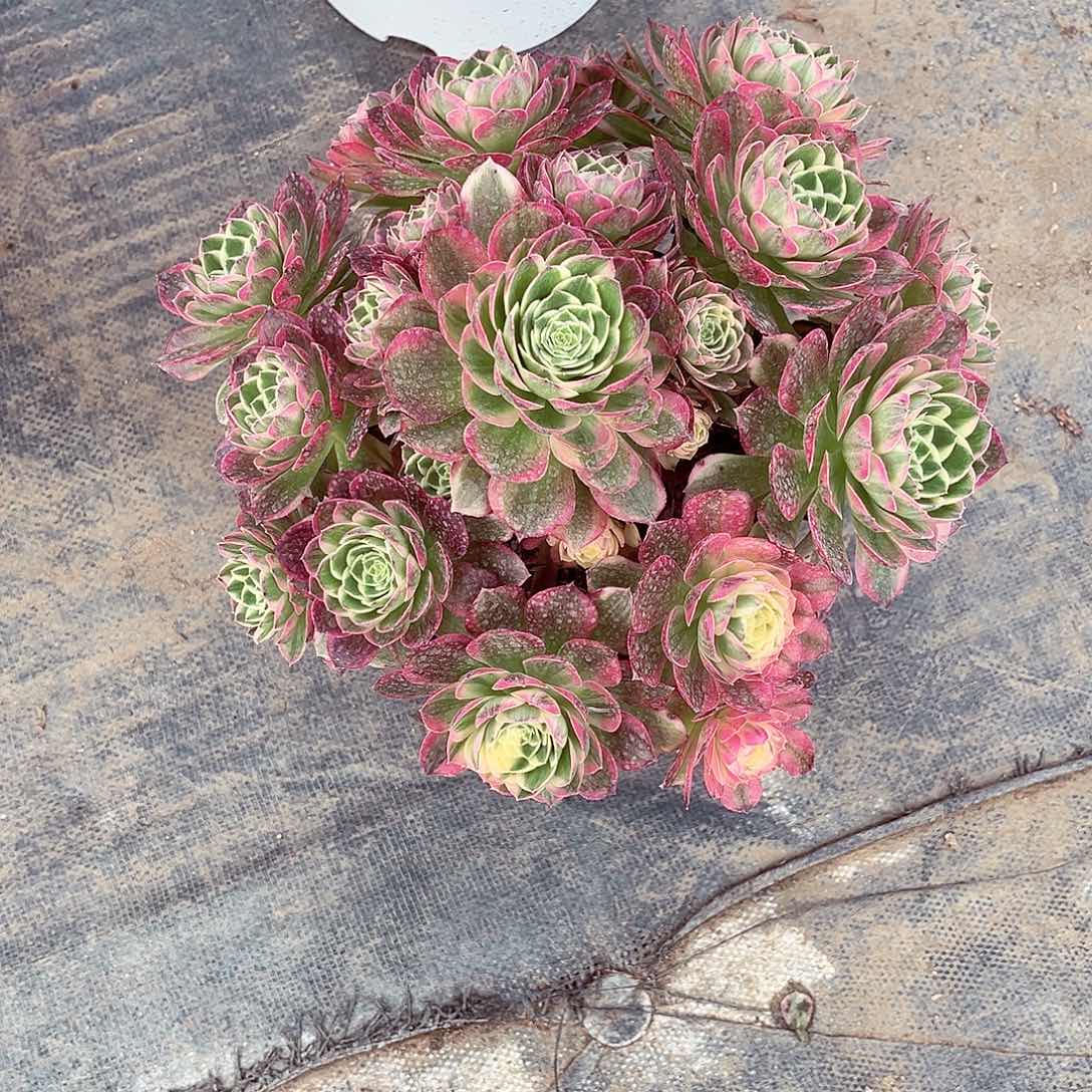 法师多肉漂亮漂亮