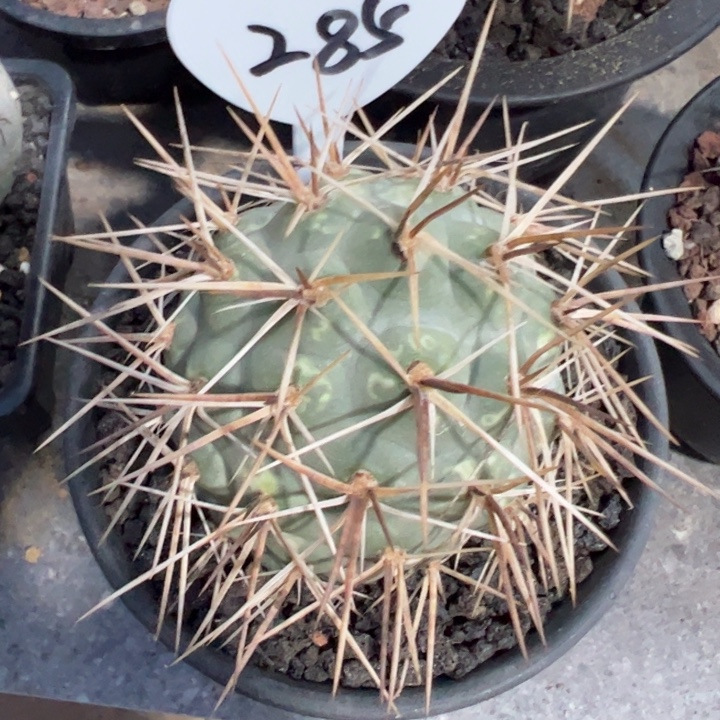 福利大型海胆习志野