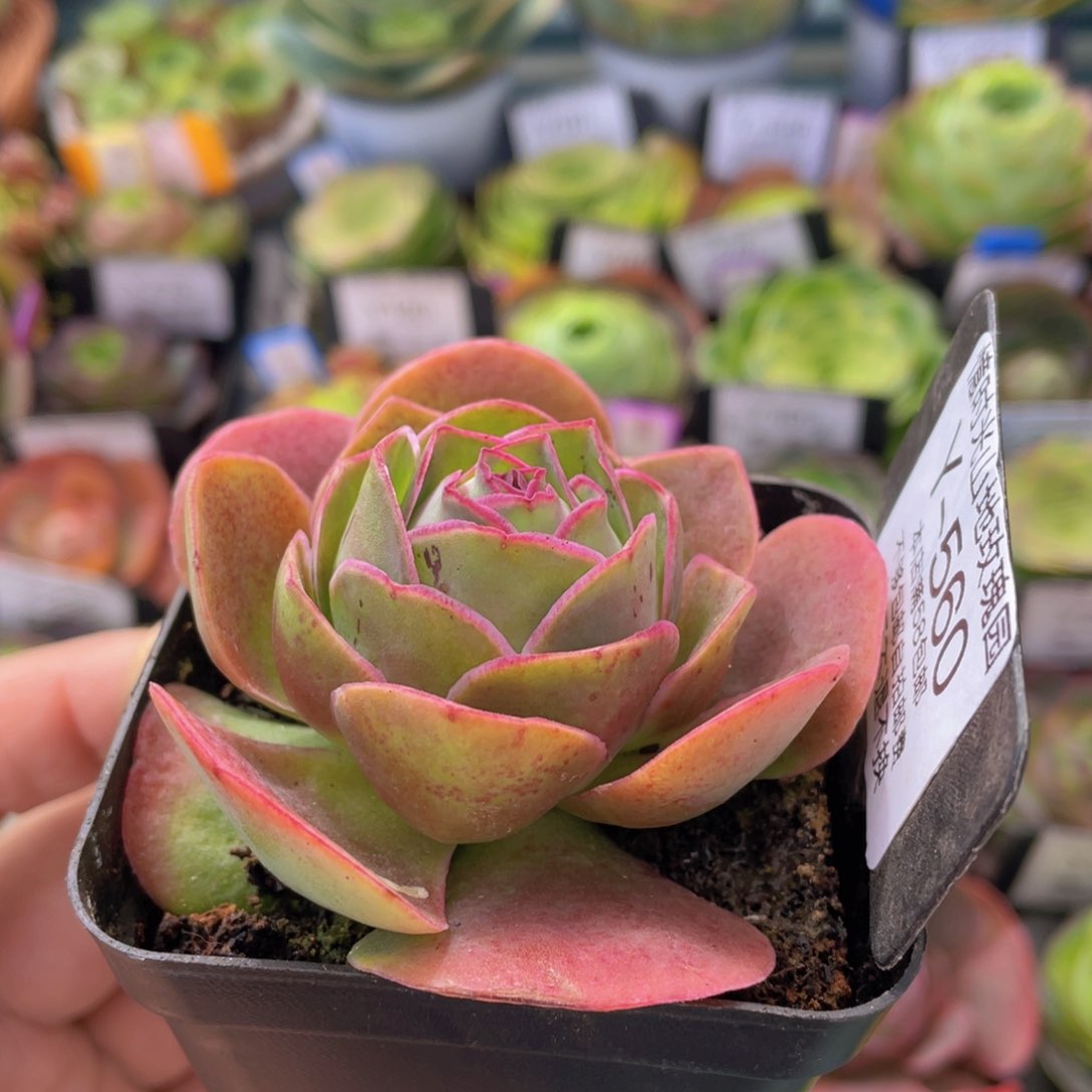 浣纱新年福利560一物一拍