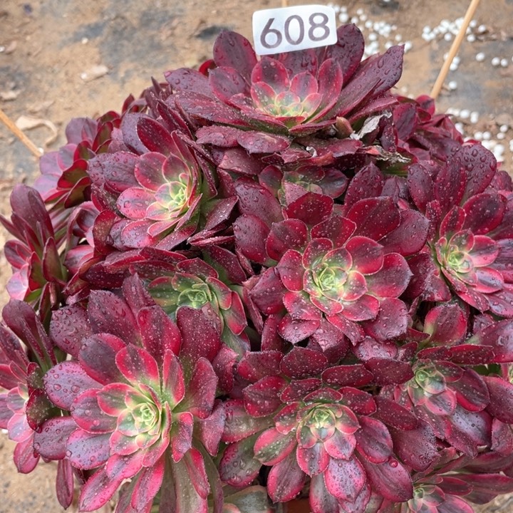 608多肉植物安娜