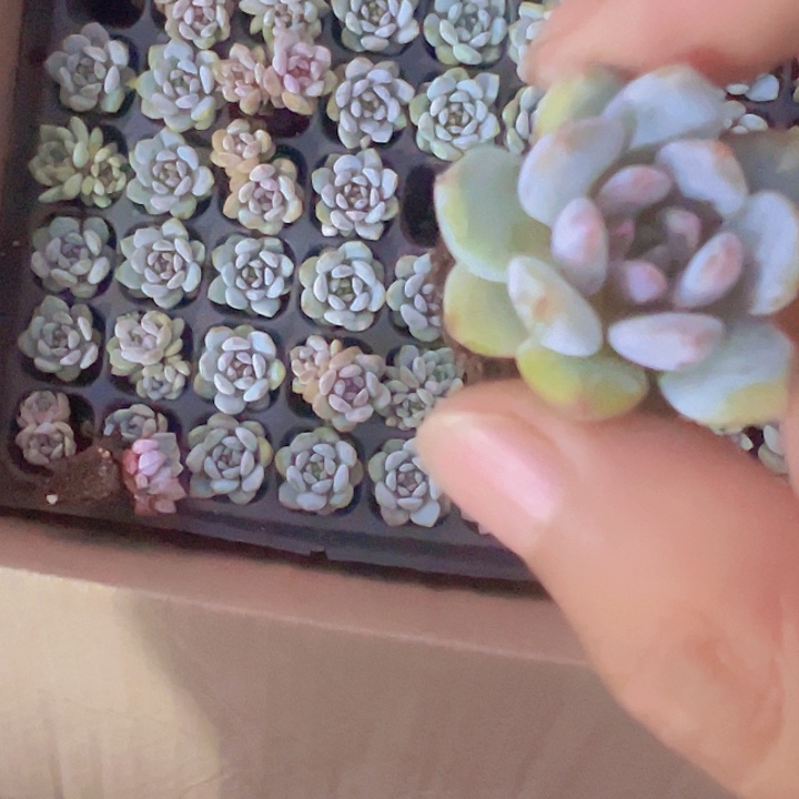 星星橙精品多肉植物