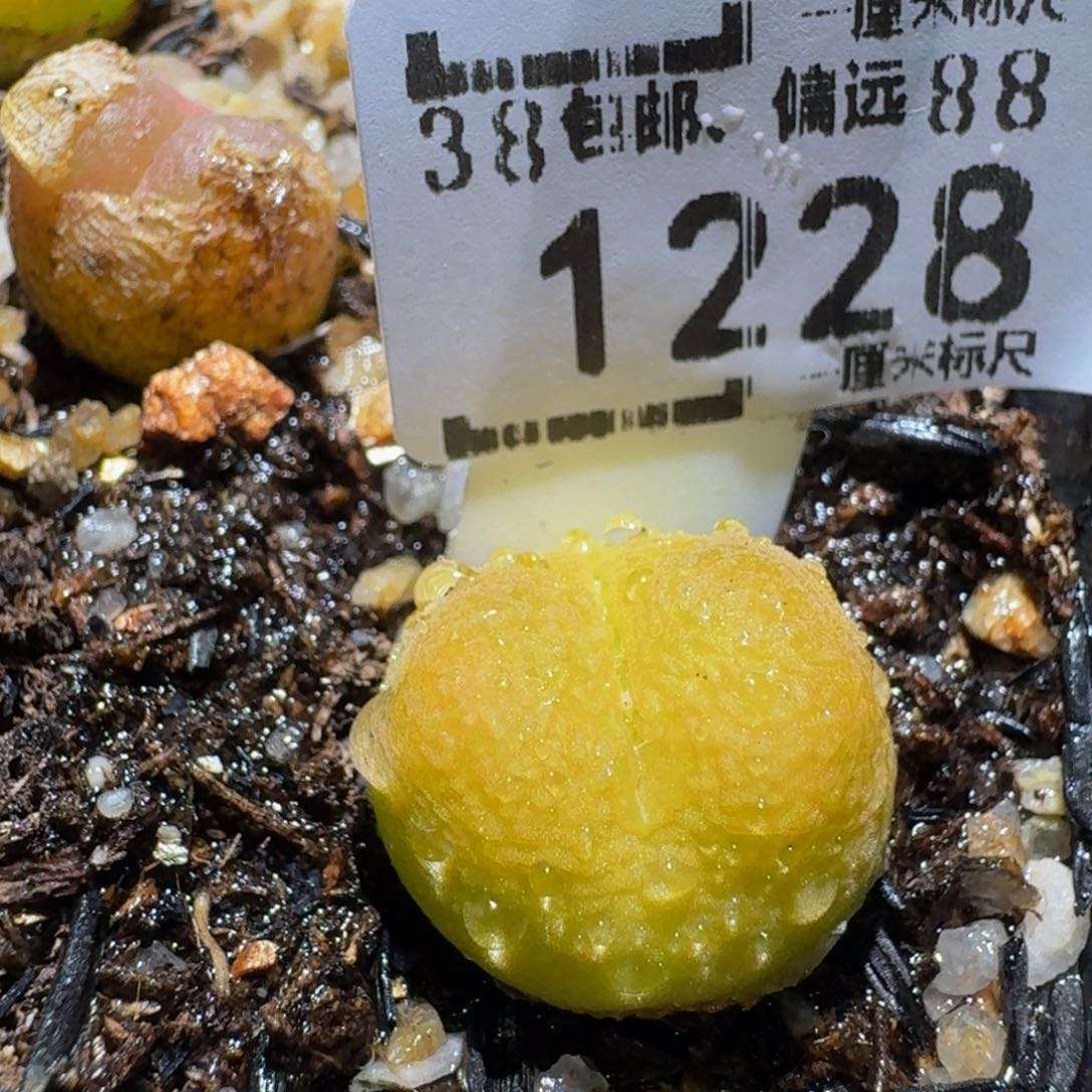 zzzz生石花肉锥1228