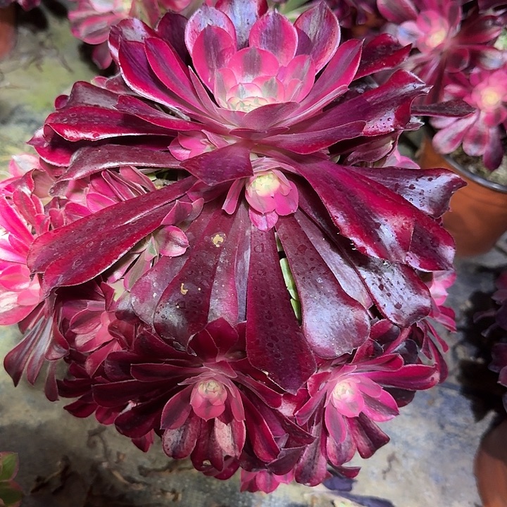 精品美杜莎捧花特价福利