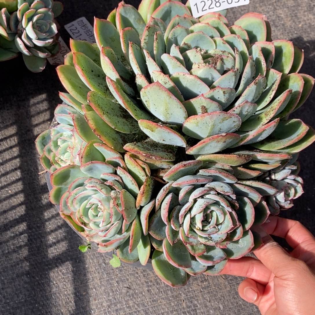 两单包邮1228-31晨露