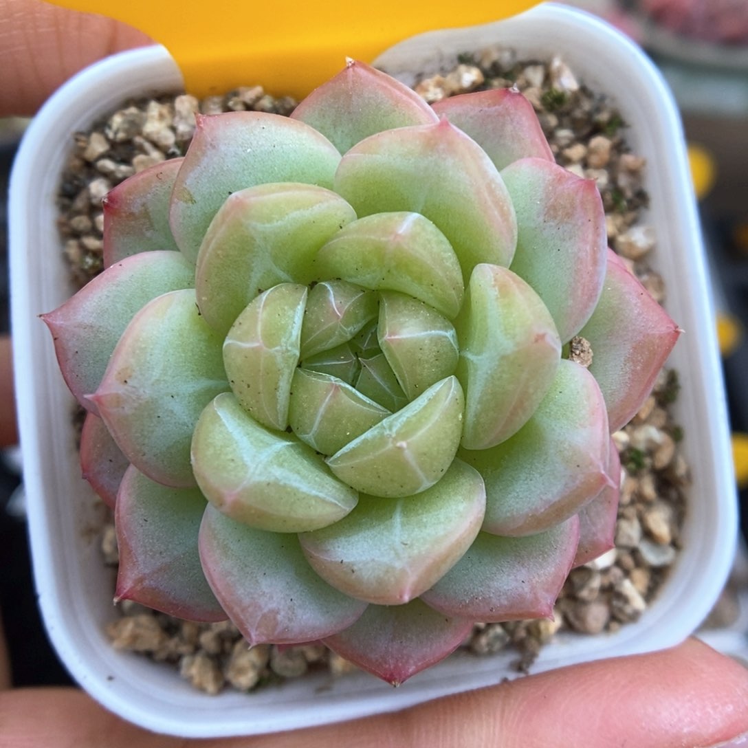 绿晶体珍妮可拍874号。 