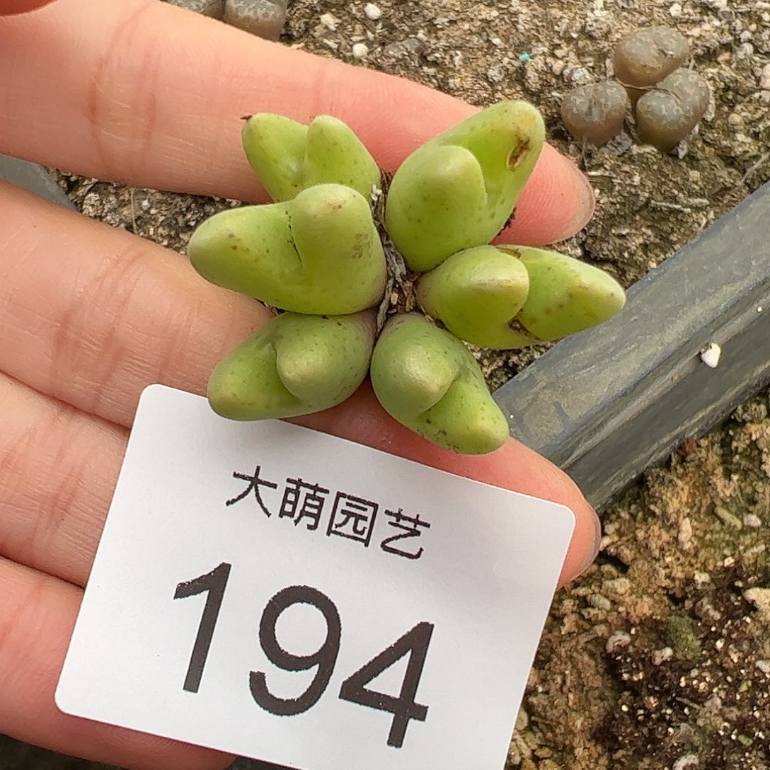 一物一拍驯鹿鹿角。    194