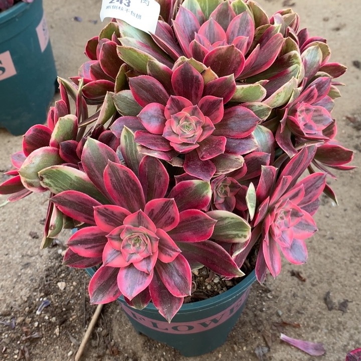 243浣纱多肉植物