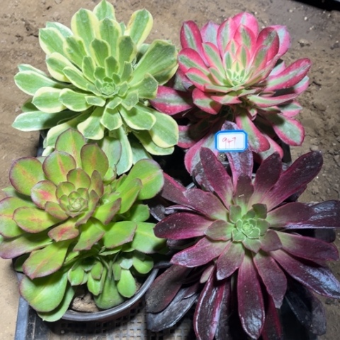 947多肉植物组合