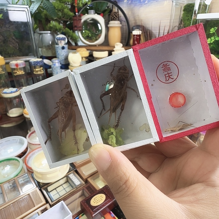 2紫油➕柬竹啊啊啊啊啊