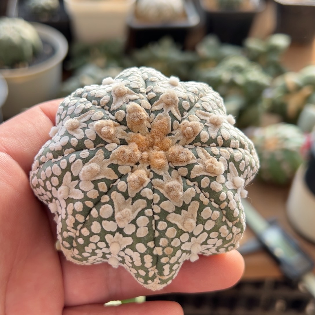 无花朵888实生海星v兜7.5cm