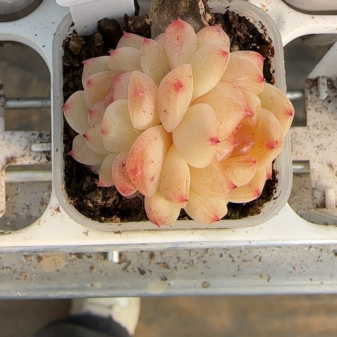 乔***27福利甜心相柳双头