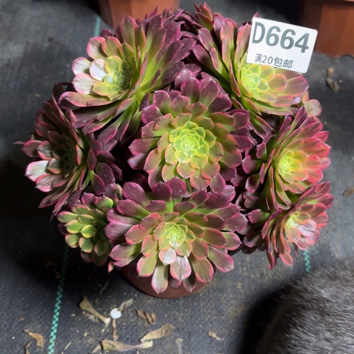 瑞妈一物一拍664