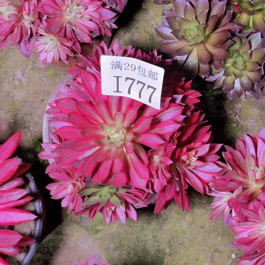 777凤凰锦多肉植物