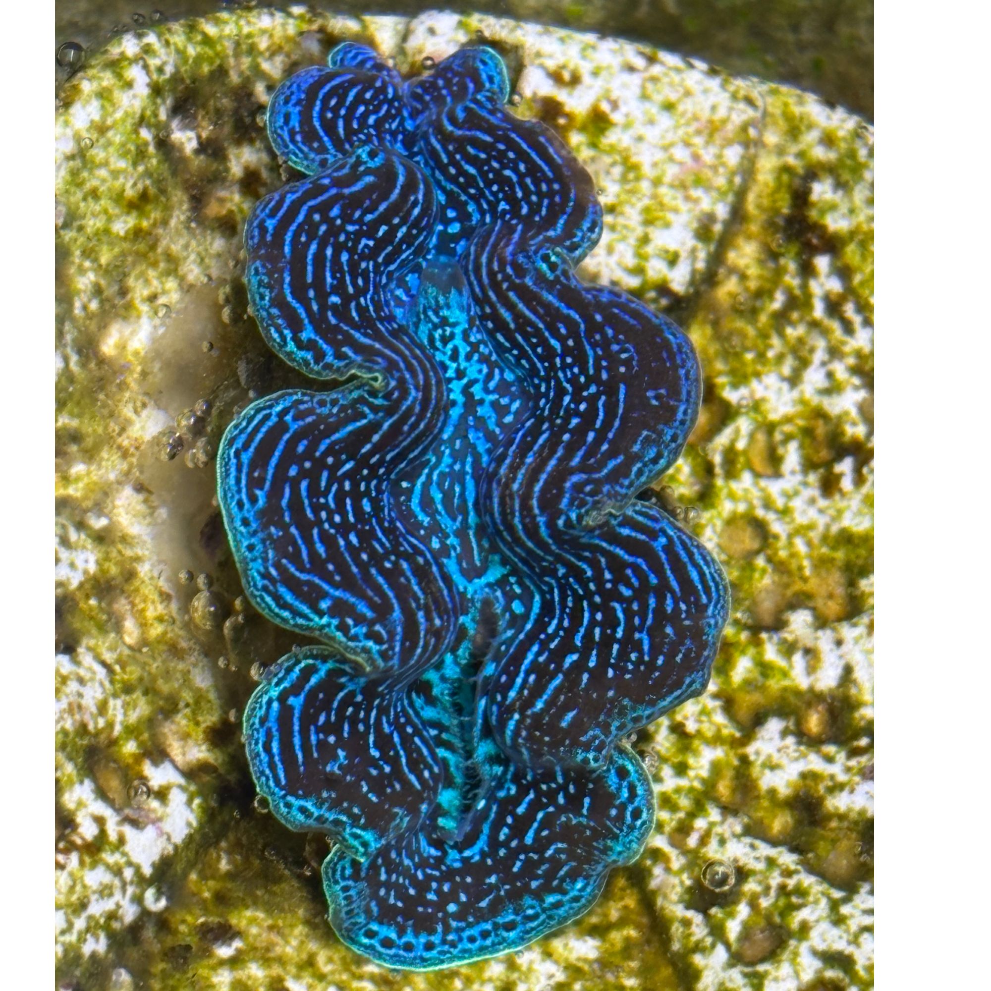 蓝 一图一物 现货 海缸装饰 基座