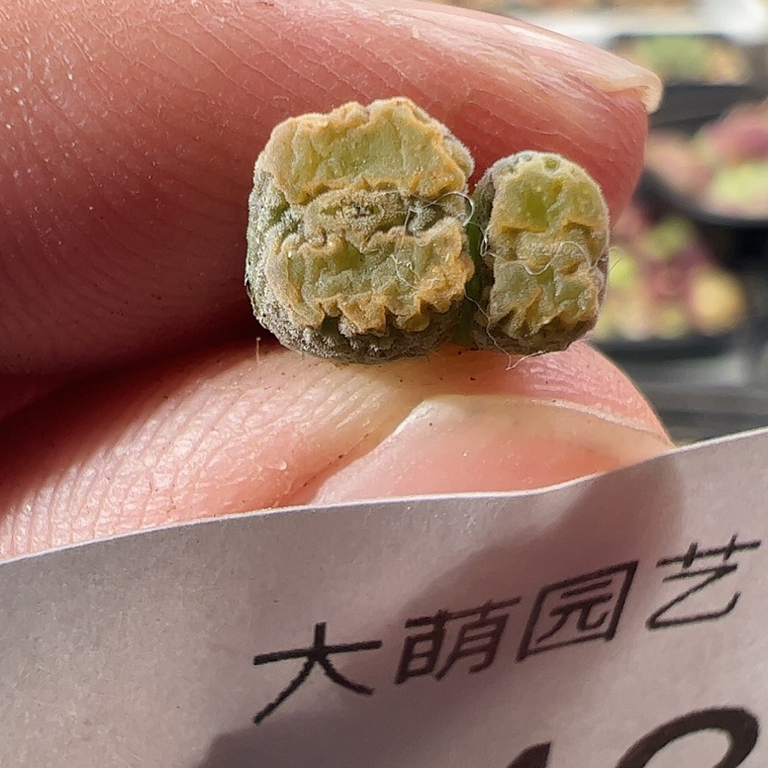 一物一拍。      MG1456.7冰渣火柴勋章843