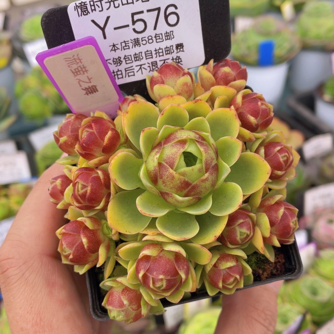 流萤之舞福利576一物一拍