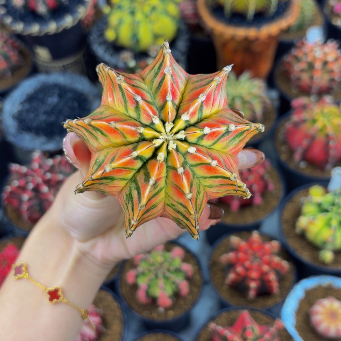 米哈星球000000000000008