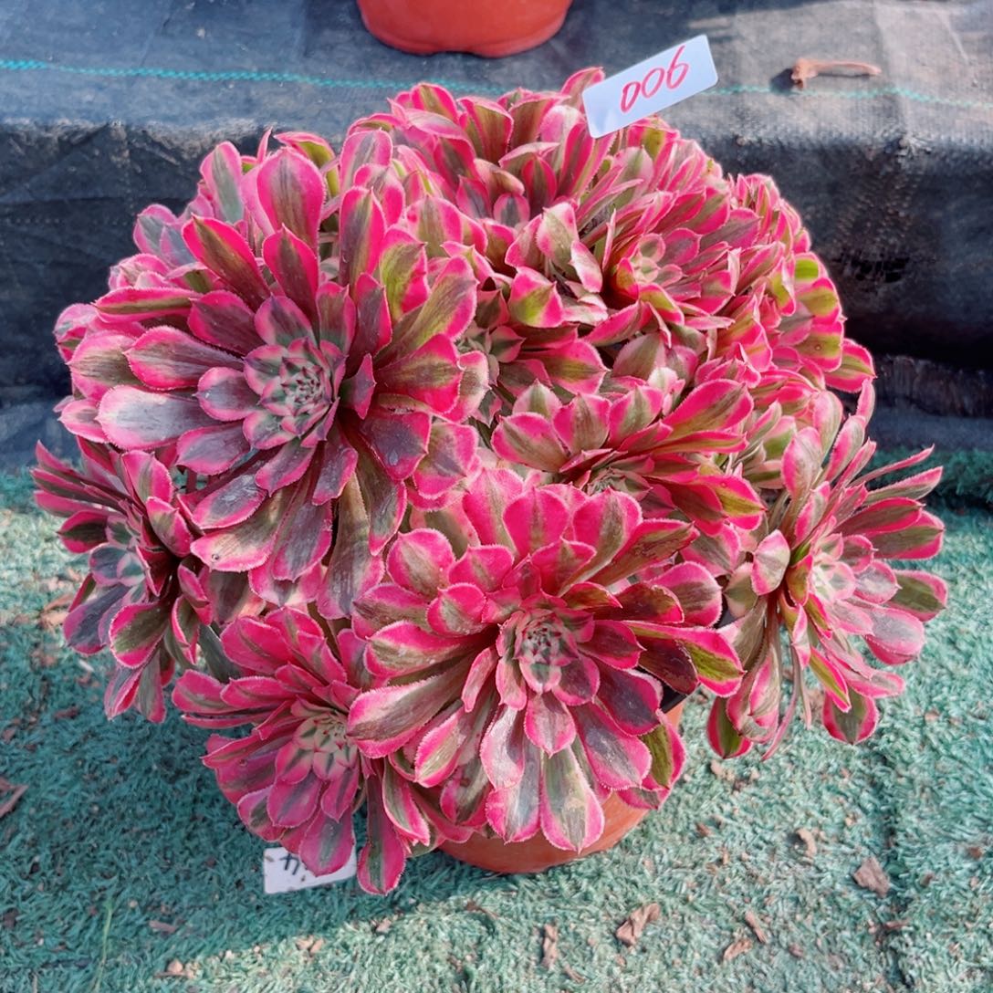 006粉铜挺粉体超白锦多肉植物