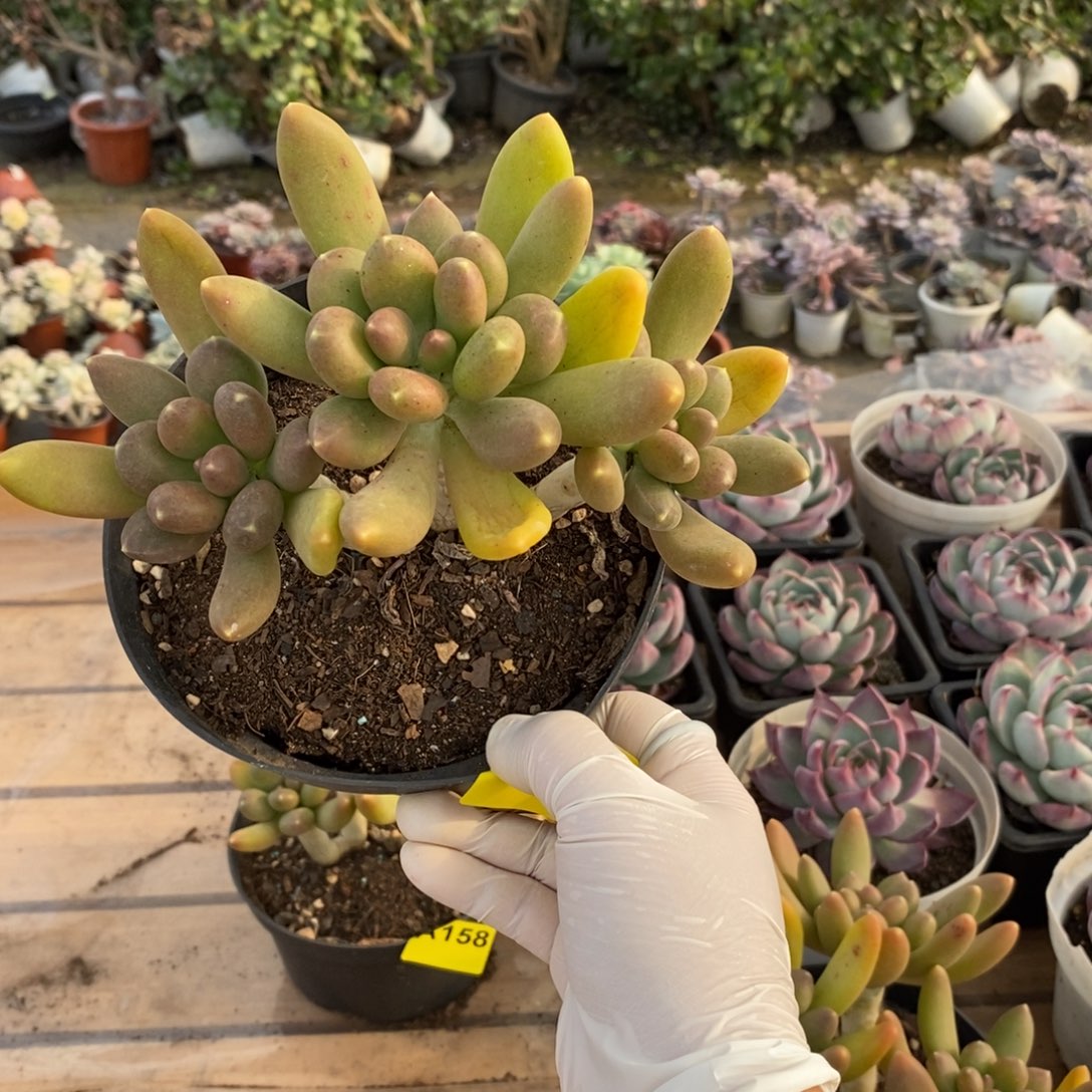 159金蝉多头一物一拍