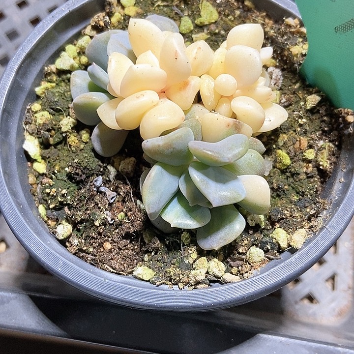 多肉植物雪精灵锦512