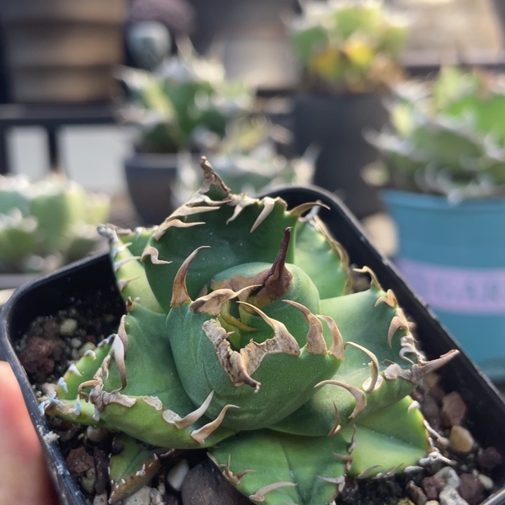 【闪购商品】灯养魔丸