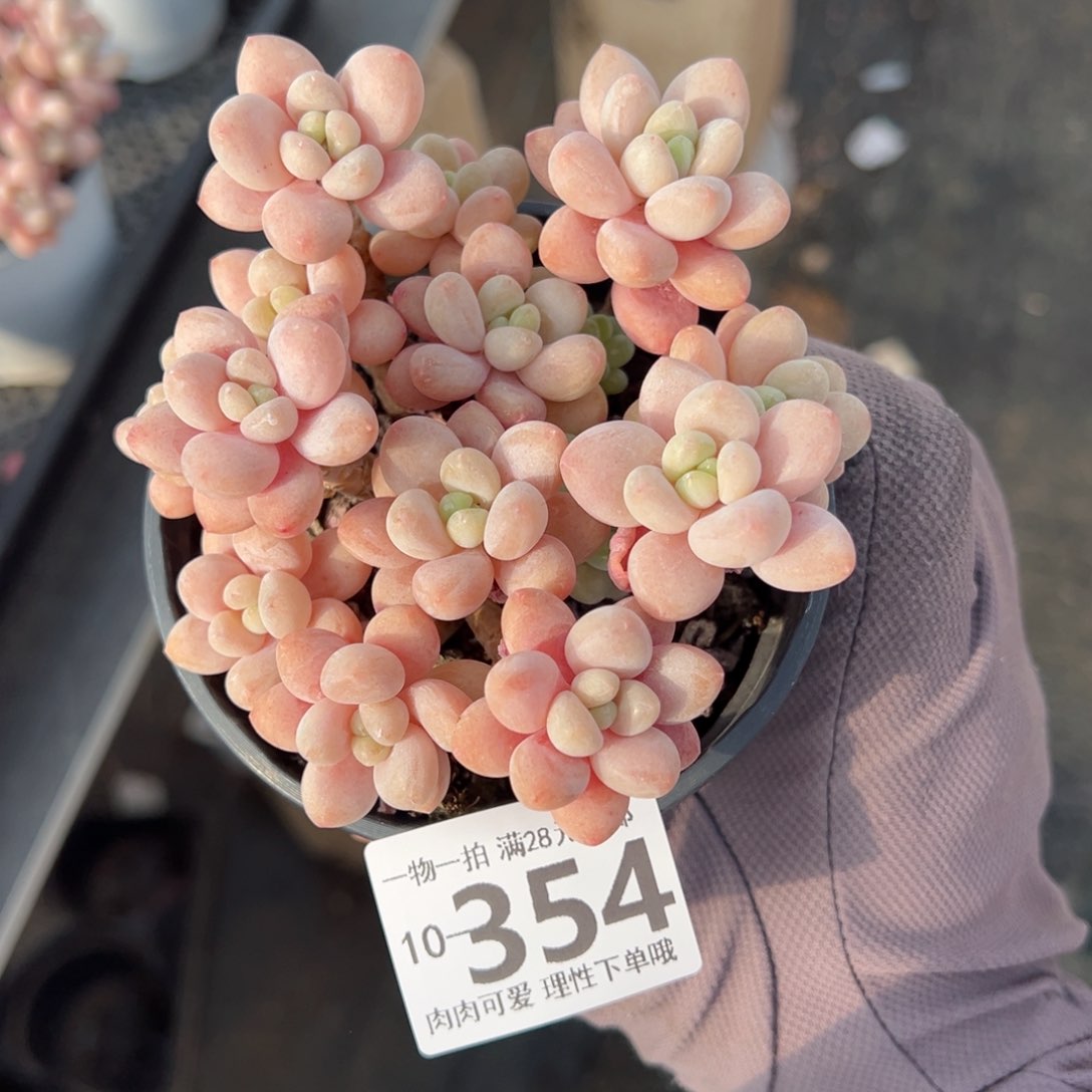 鱼子酱多肉多肉多肉多肉