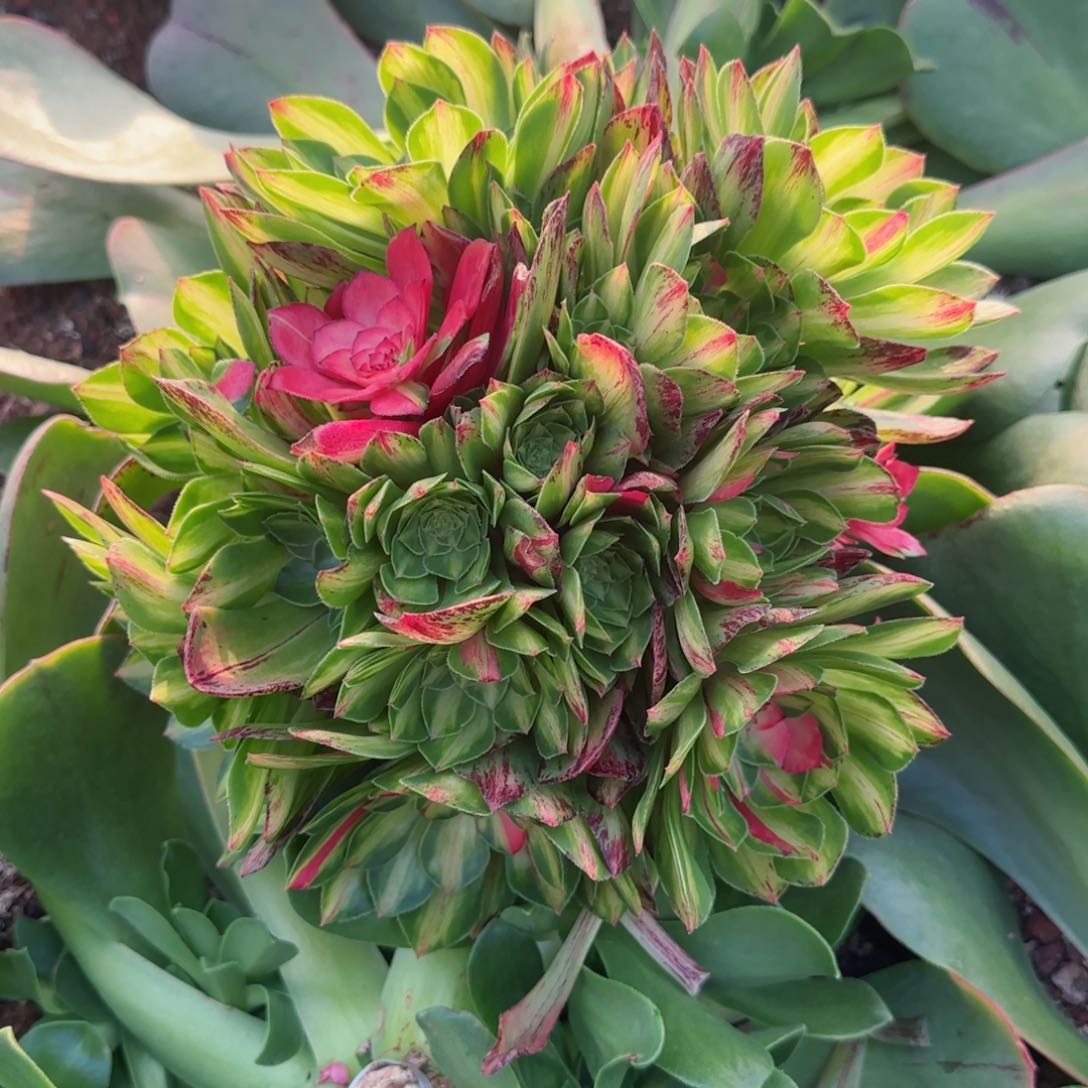 辉*知否无根发货实拍