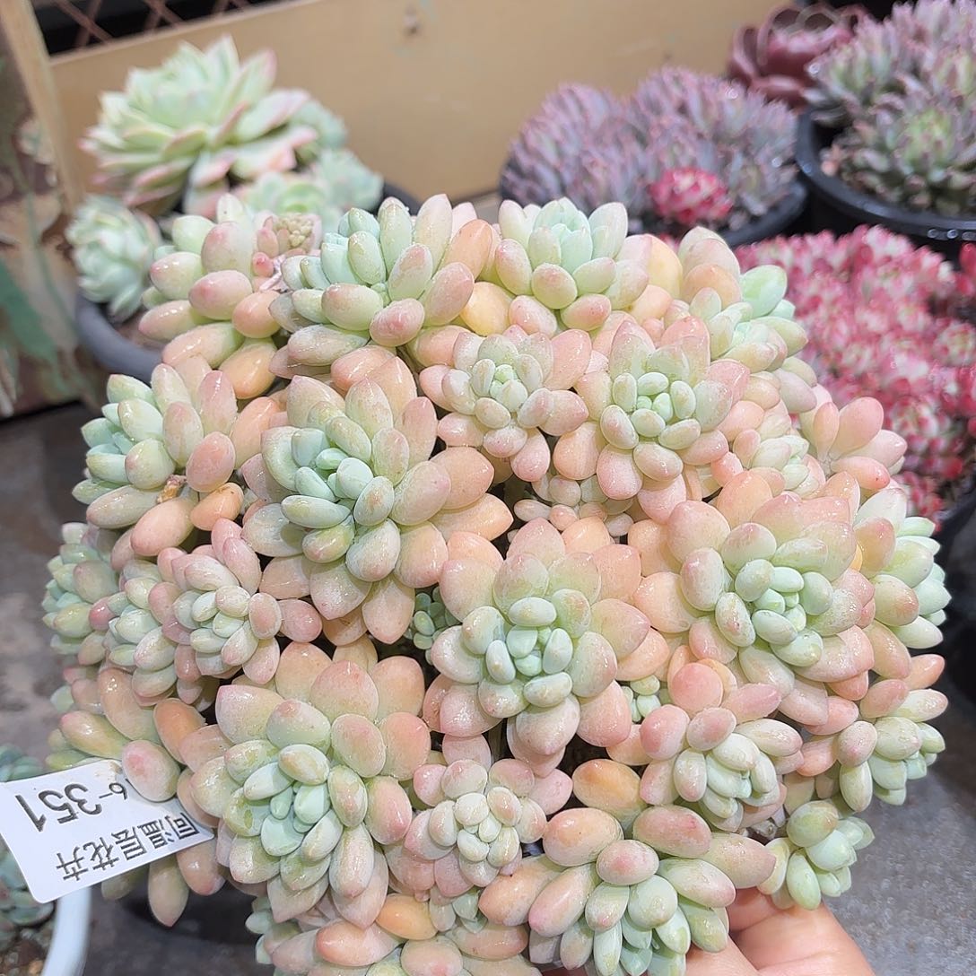 同温层多肉洛可可351