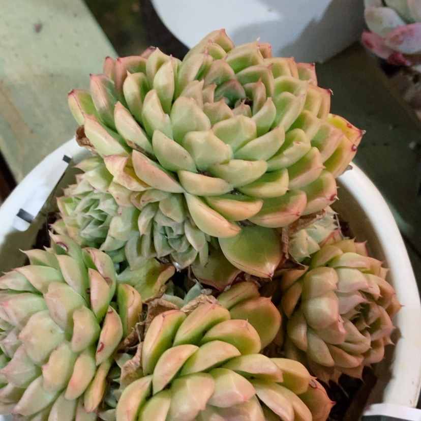 【闪购商品】玲珑珍妮0734