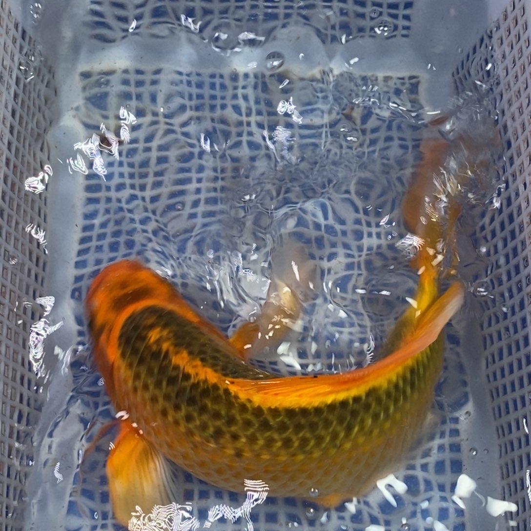 锦鲤冷水锦鲤包邮